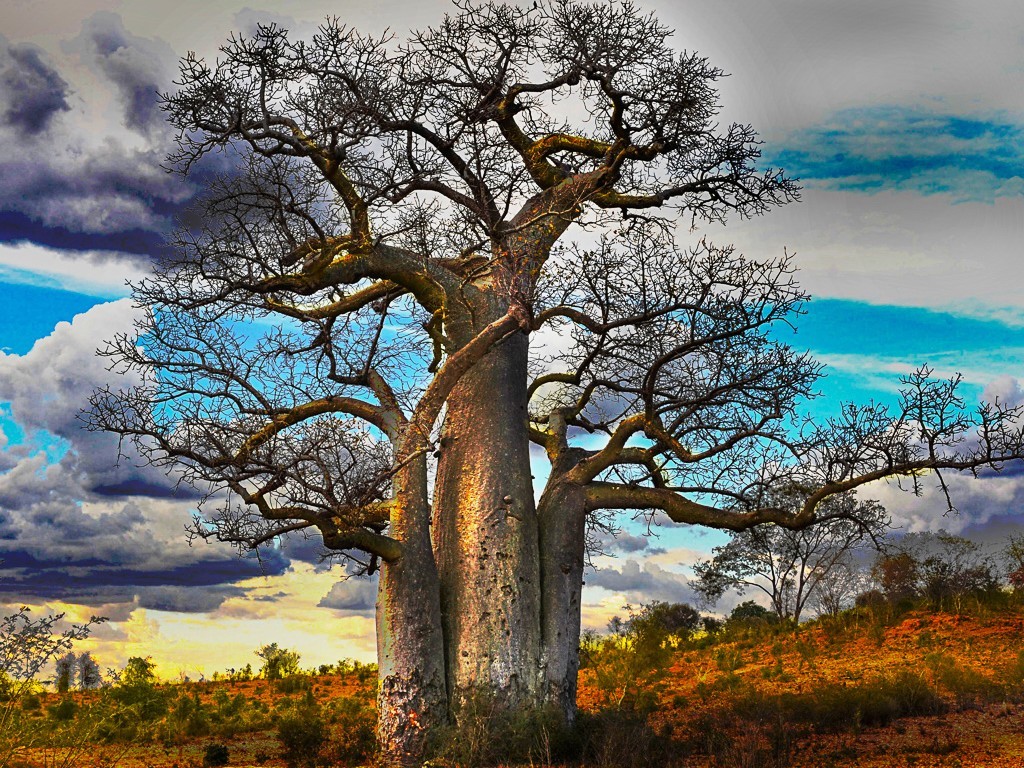 2022-Exposition ARBRES
