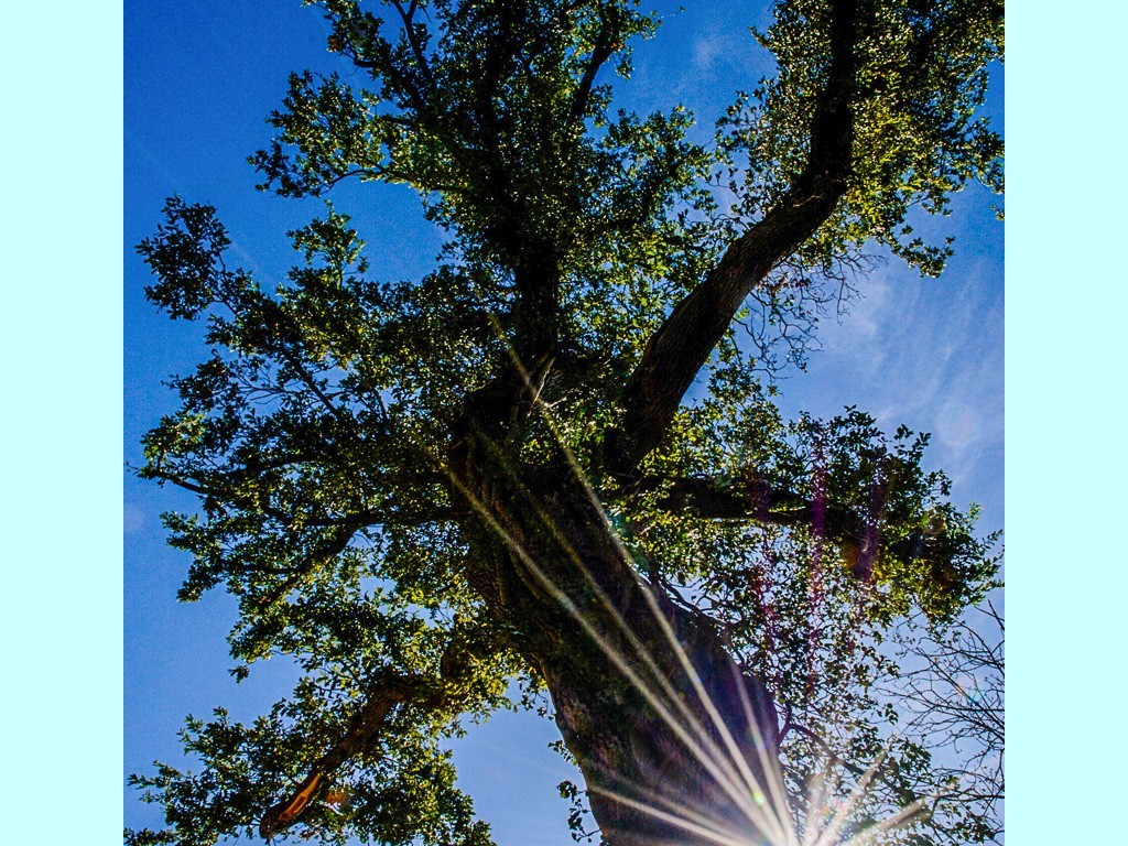 2022-Exposition ARBRES