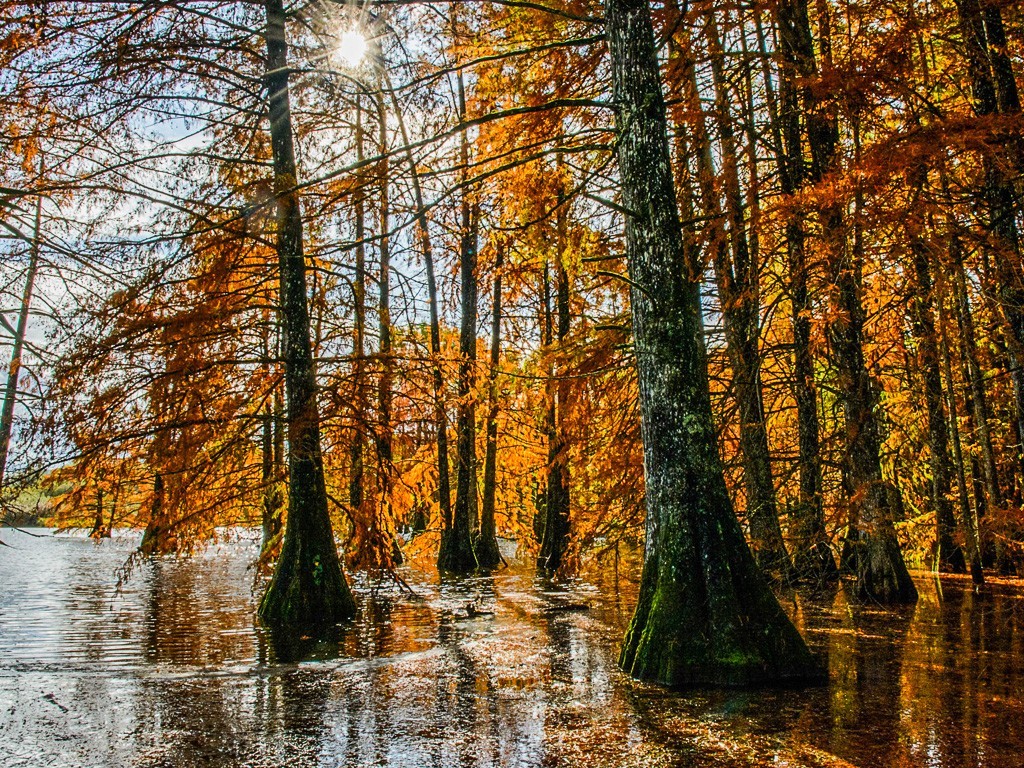 2022-Exposition ARBRES