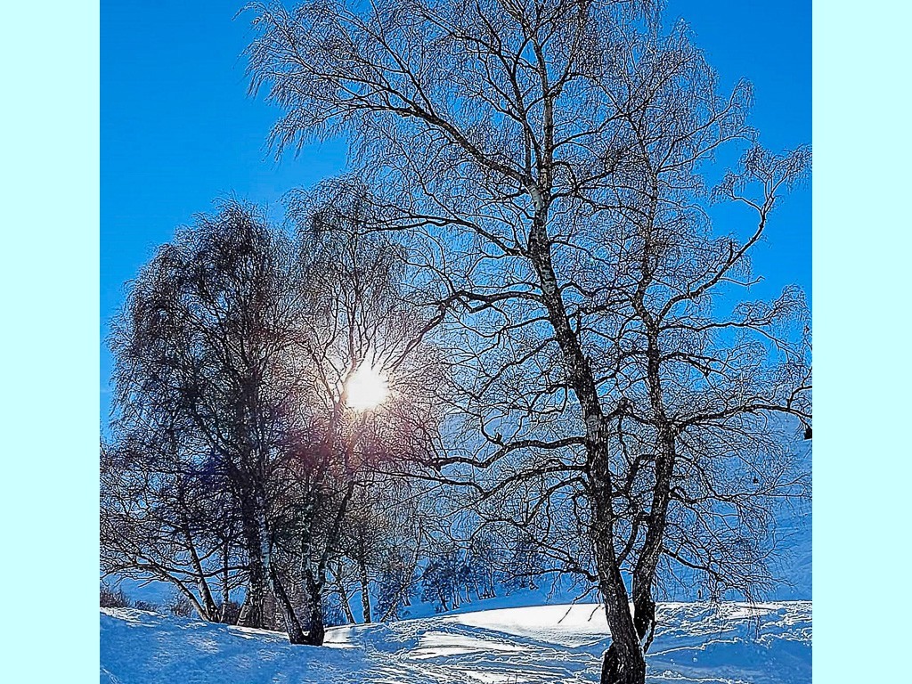 2022-Exposition ARBRES