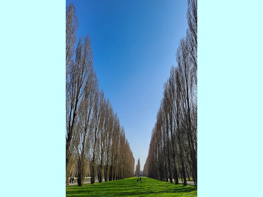 2022-Exposition ARBRES