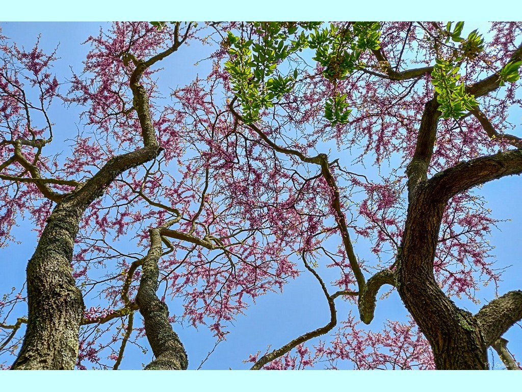 2022-Exposition ARBRES